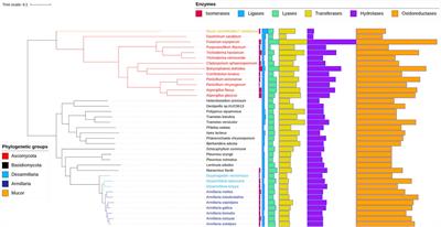 The mycoremediation potential of the armillarioids: a comparative genomics analysis